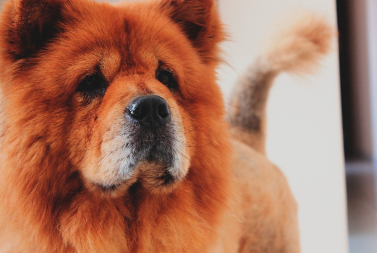 dog photo Chow-Chow