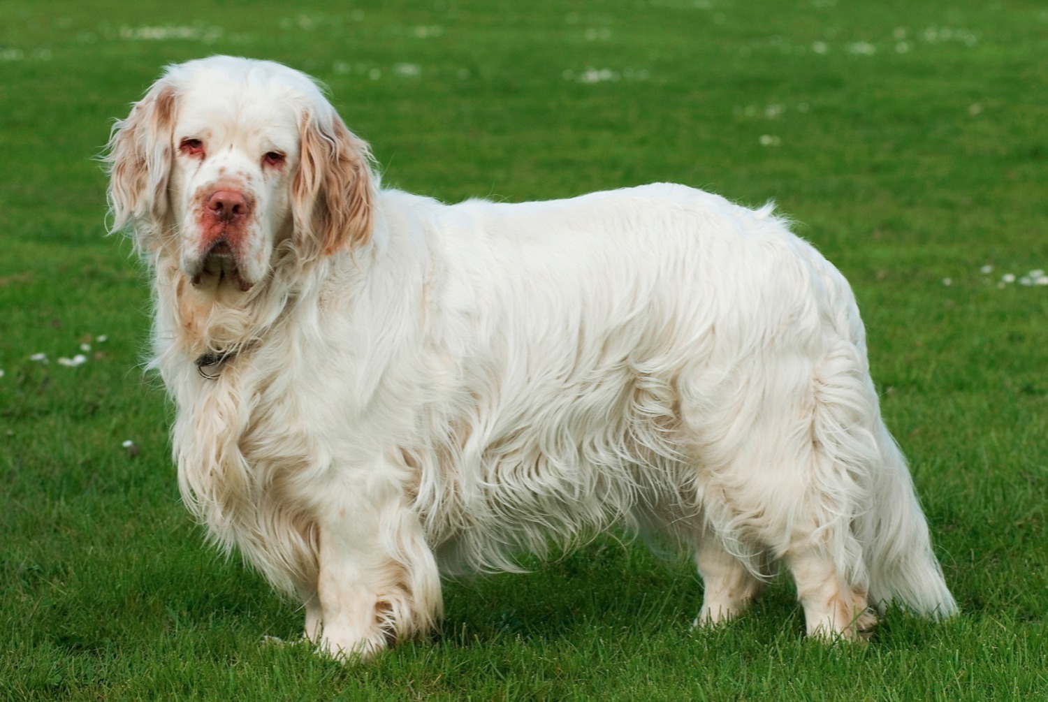 dog photo Clumber Spaniel