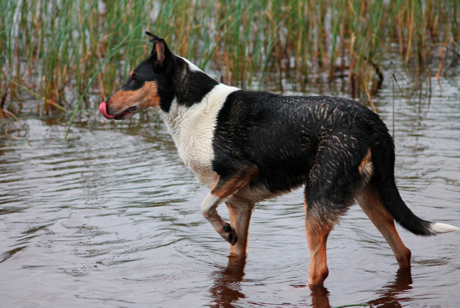 dog photo Colley à poil court