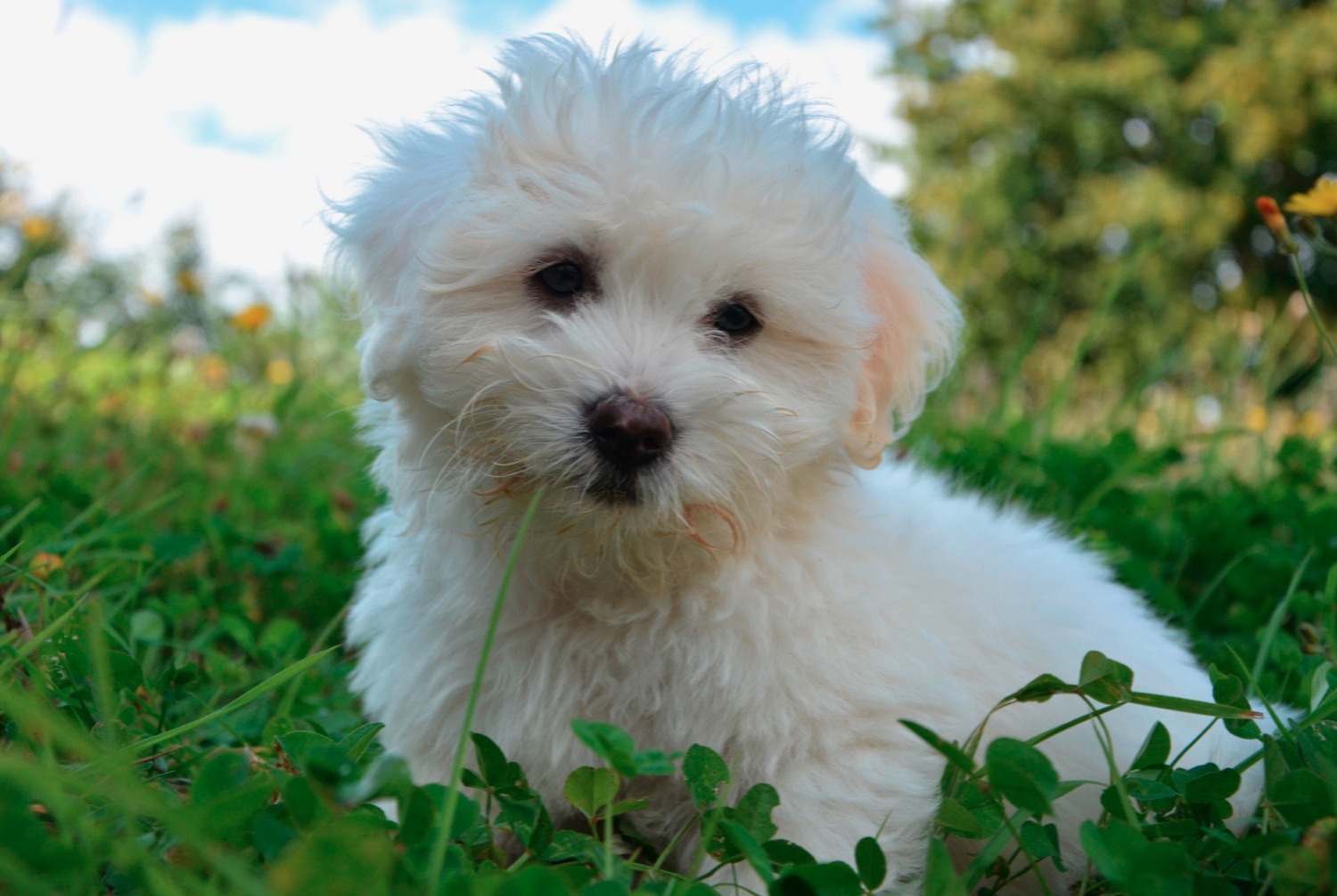 dog photo Coton de Tuléar