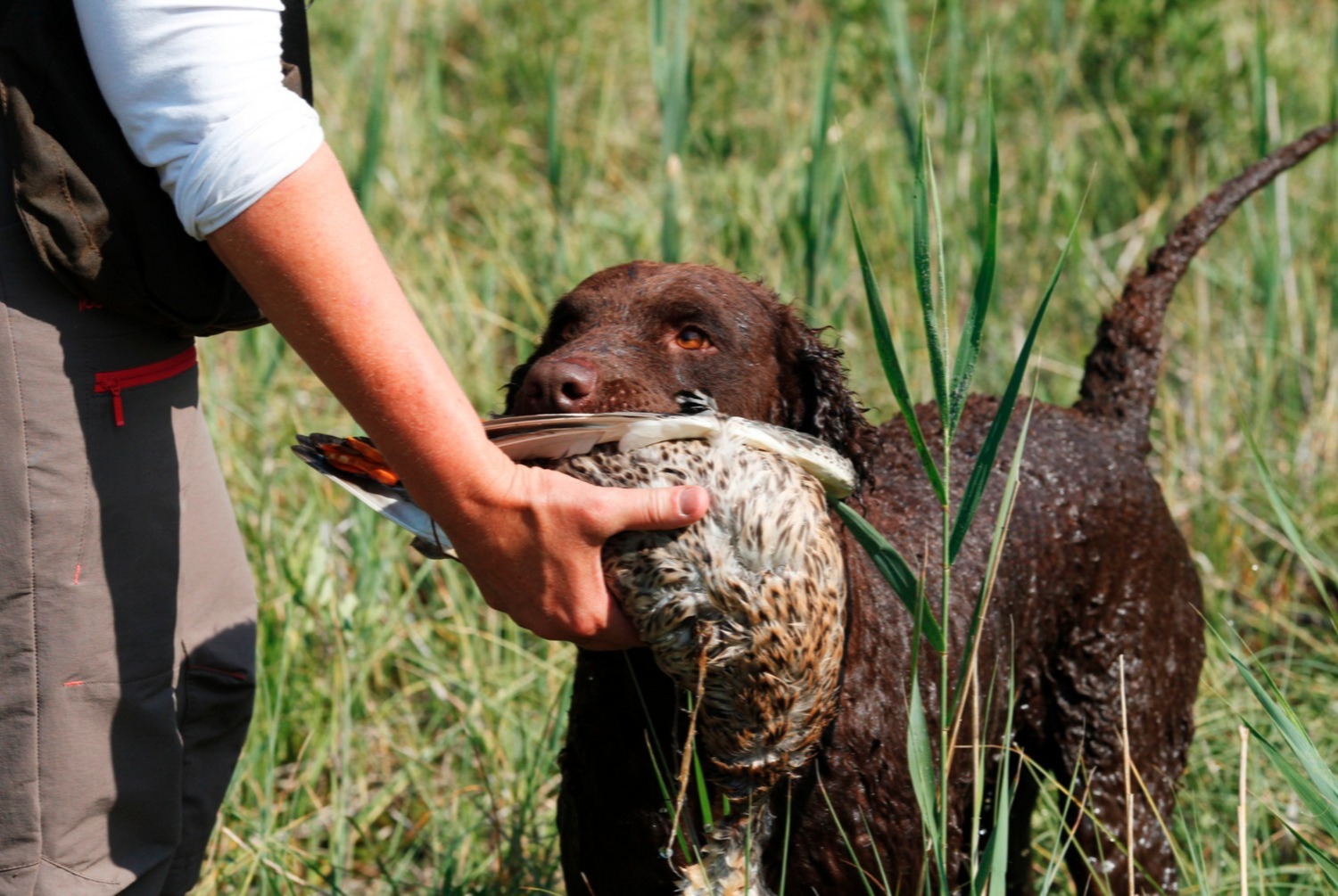 dog photo Curly-Coated Retriever