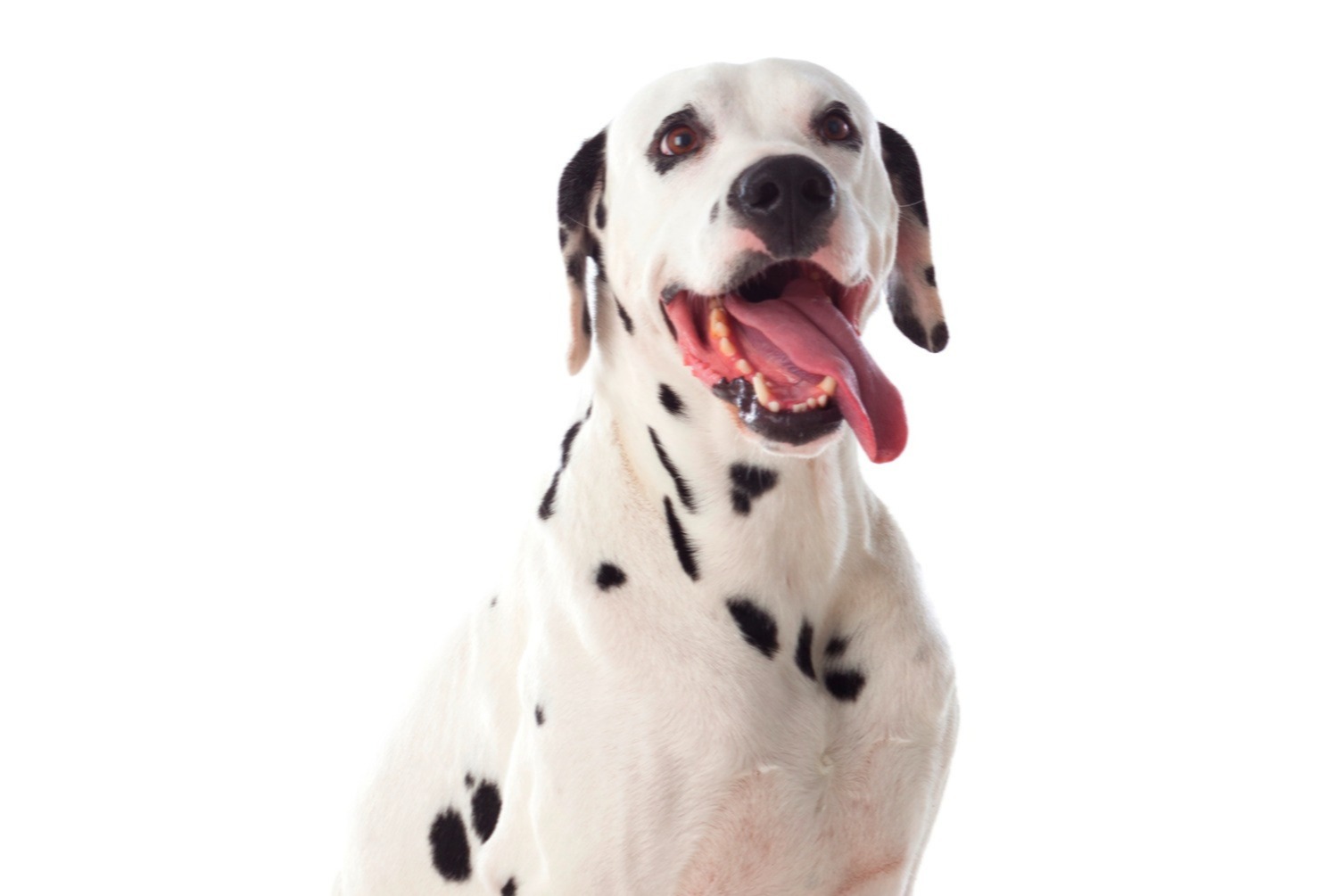 dog photo Dalmatien