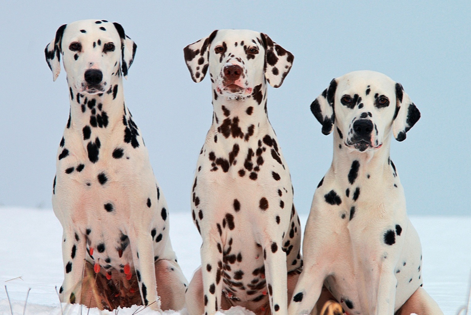 dog photo Dalmatien