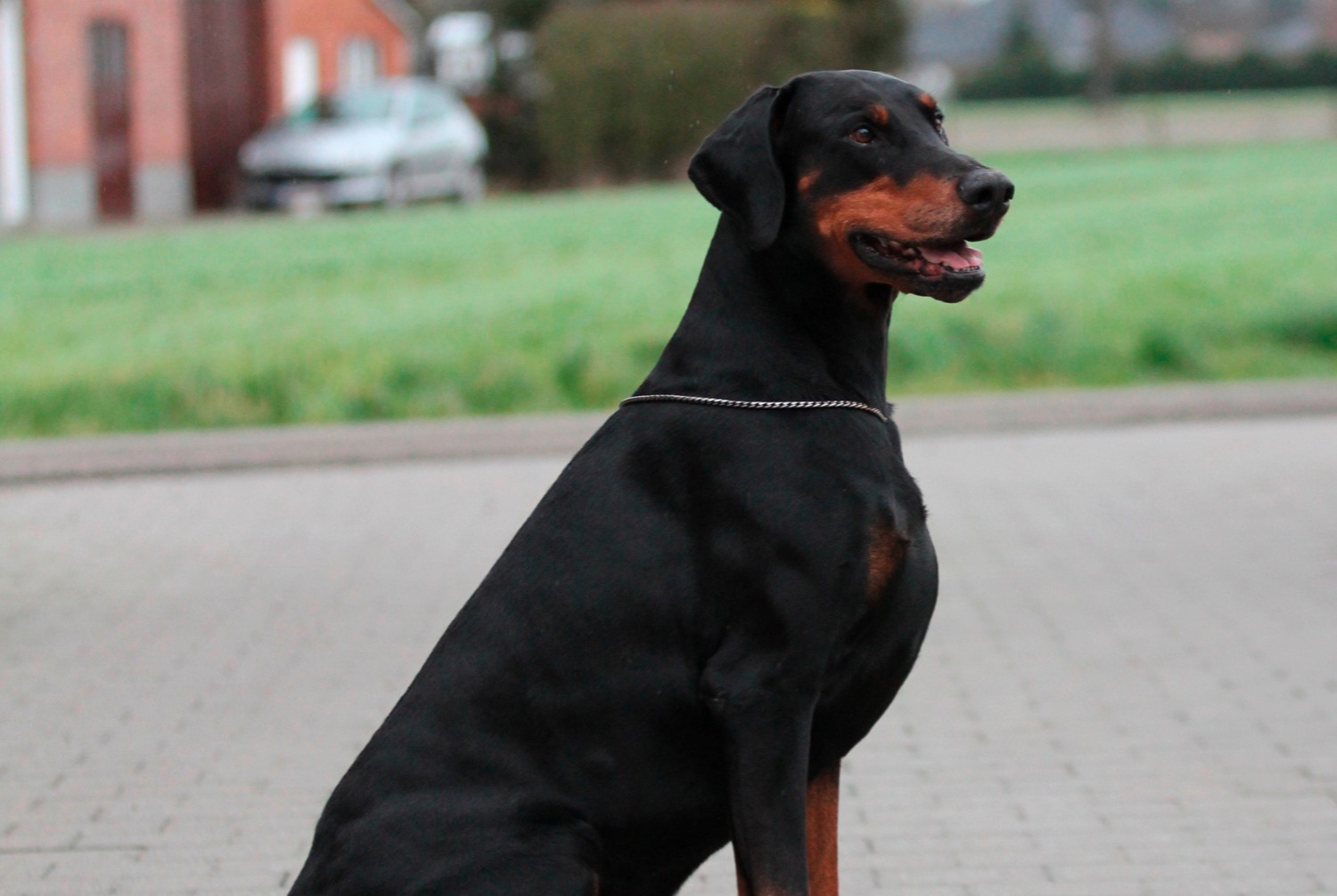 dog photo Dobermann