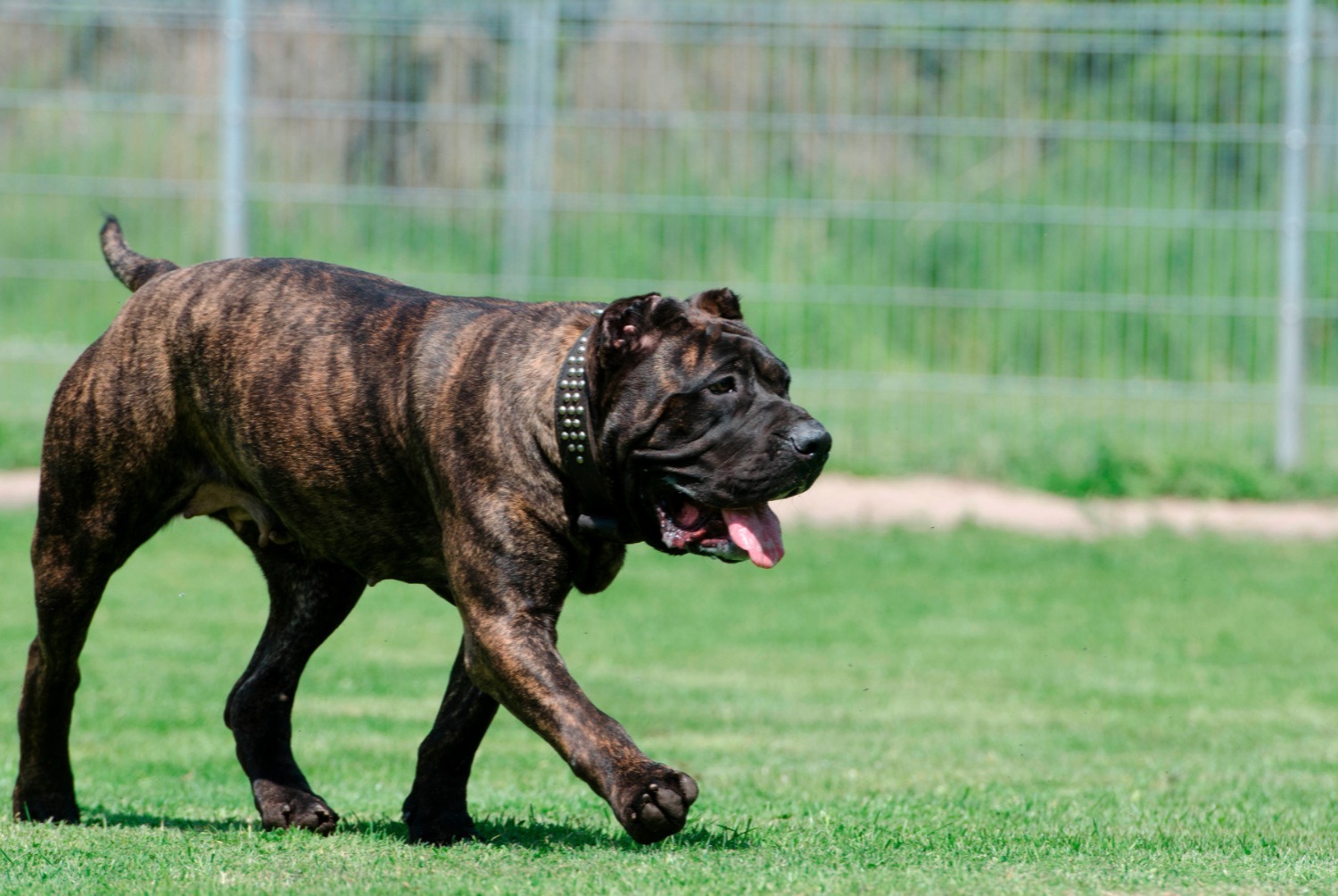 dog photo Dogo canario