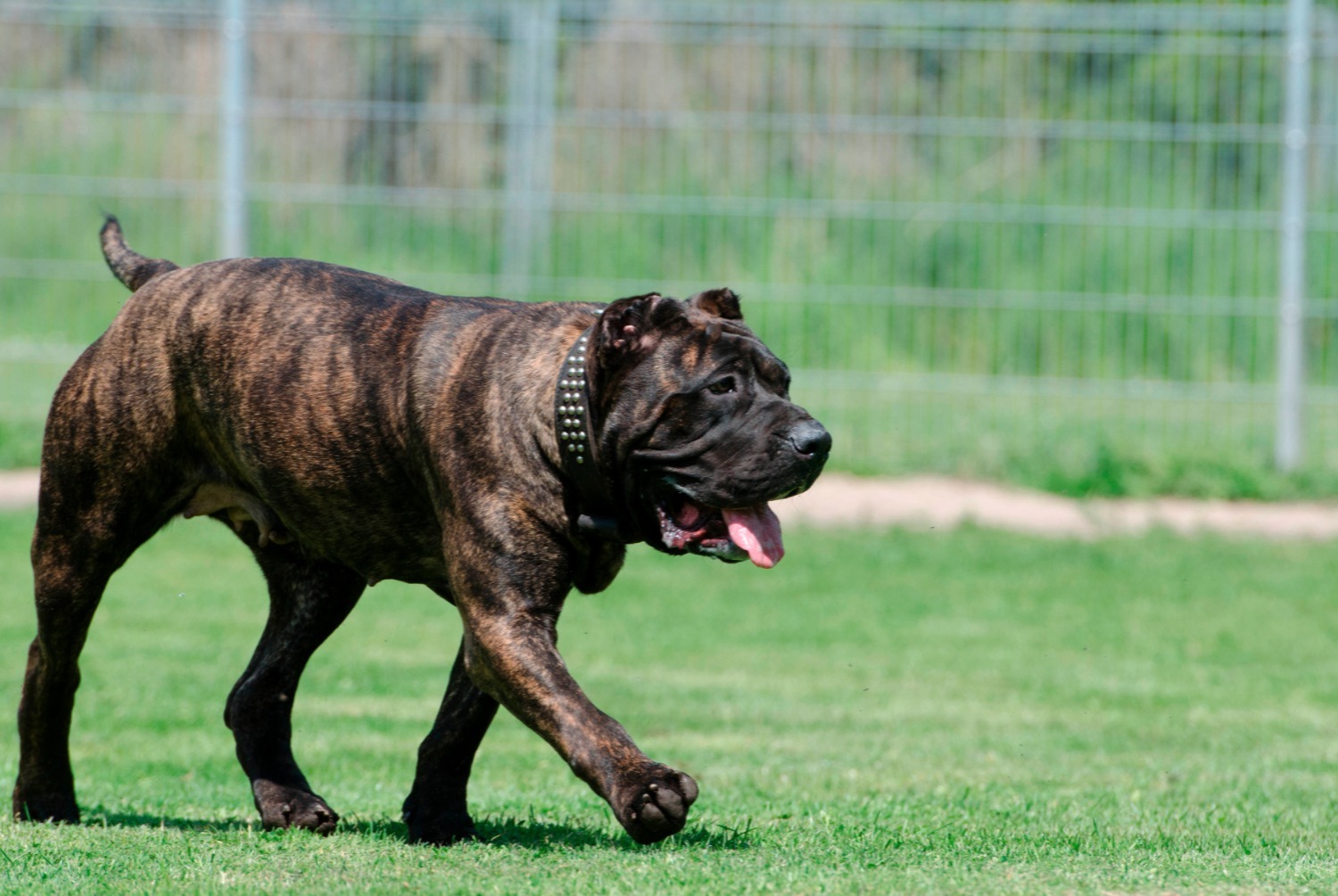 dog photo Dogo canario