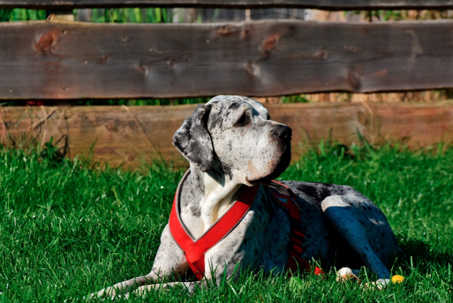 dog photo Dogue allemand