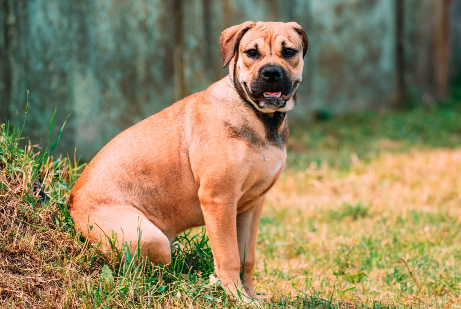 dog photo Dogue de Majorque