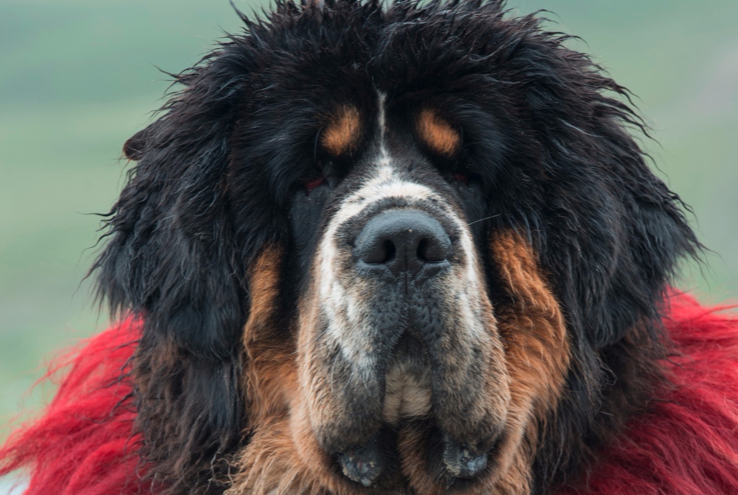 dog photo Dogue du Tibet