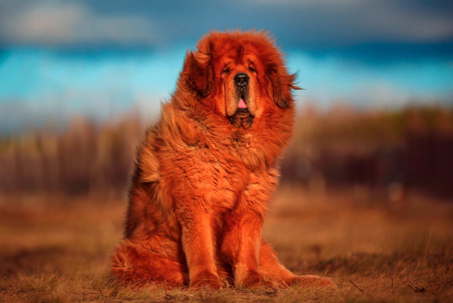 dog photo Dogue du Tibet