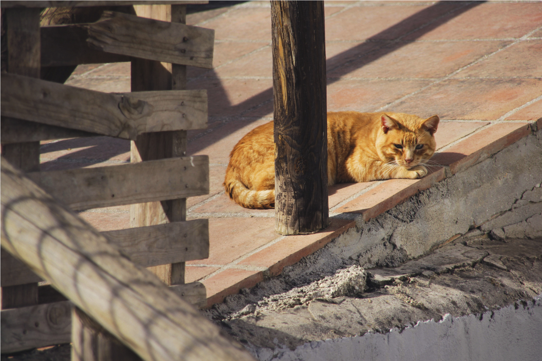 chat campagne inconnu