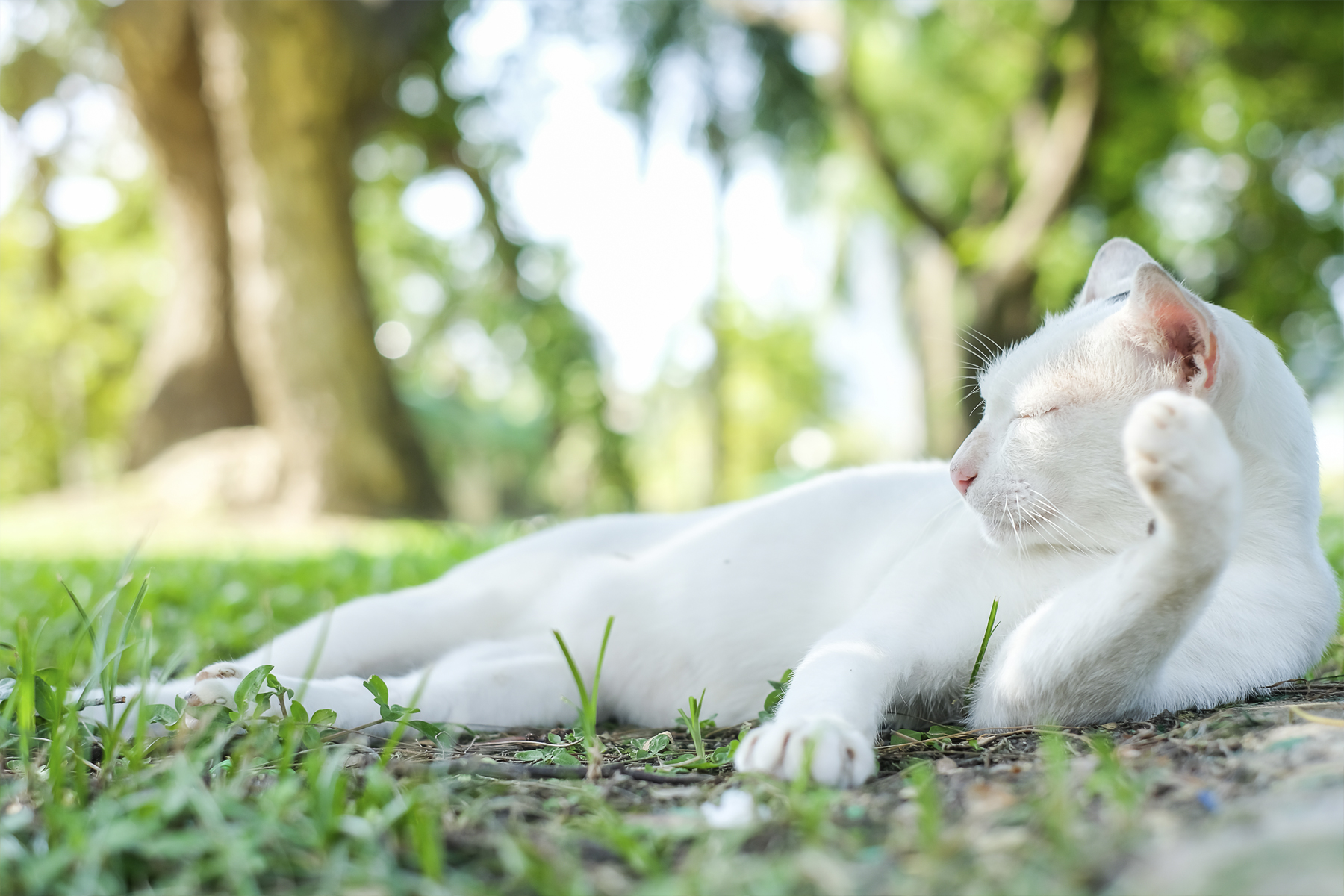 Katze Vorsichtsmaßnahmen