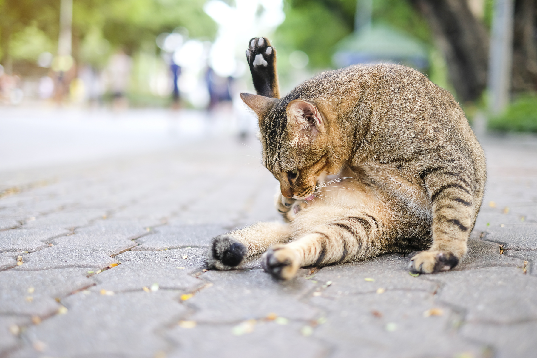 chat ville connu chat ville connu