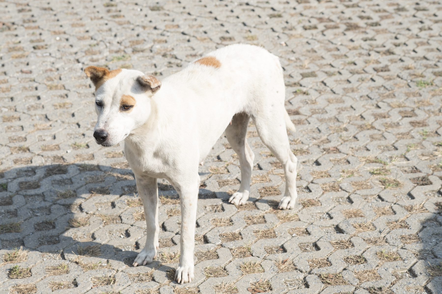 chien ville connu chien ville connu