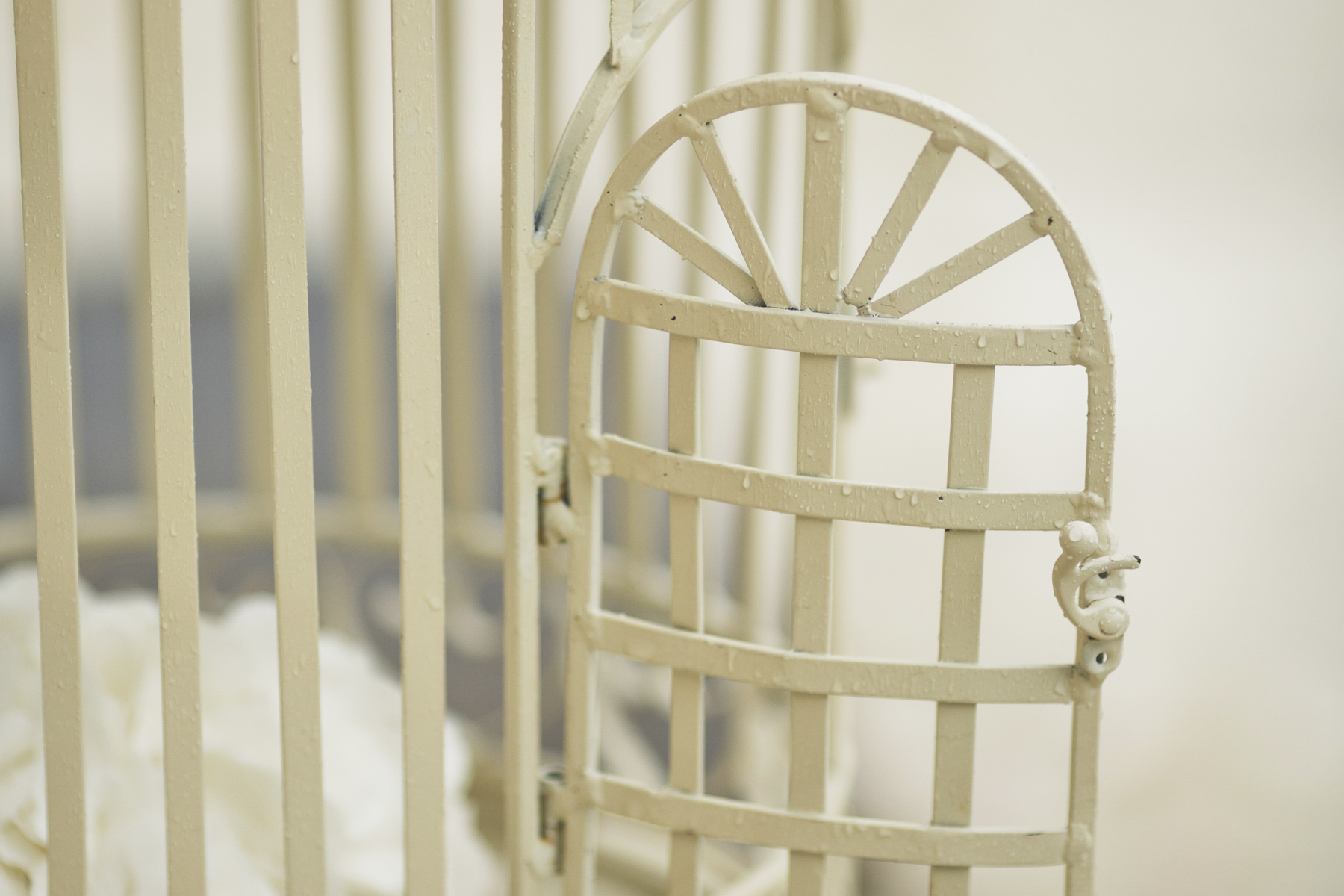 oiseau cage ouverte oiseau cage ouverte