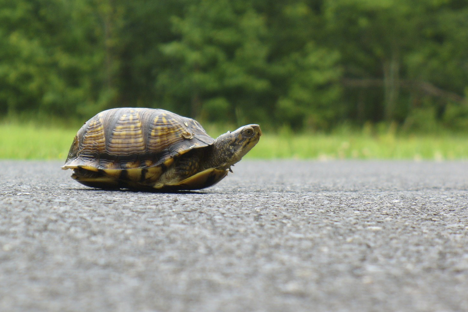 Schildkröte Strasse