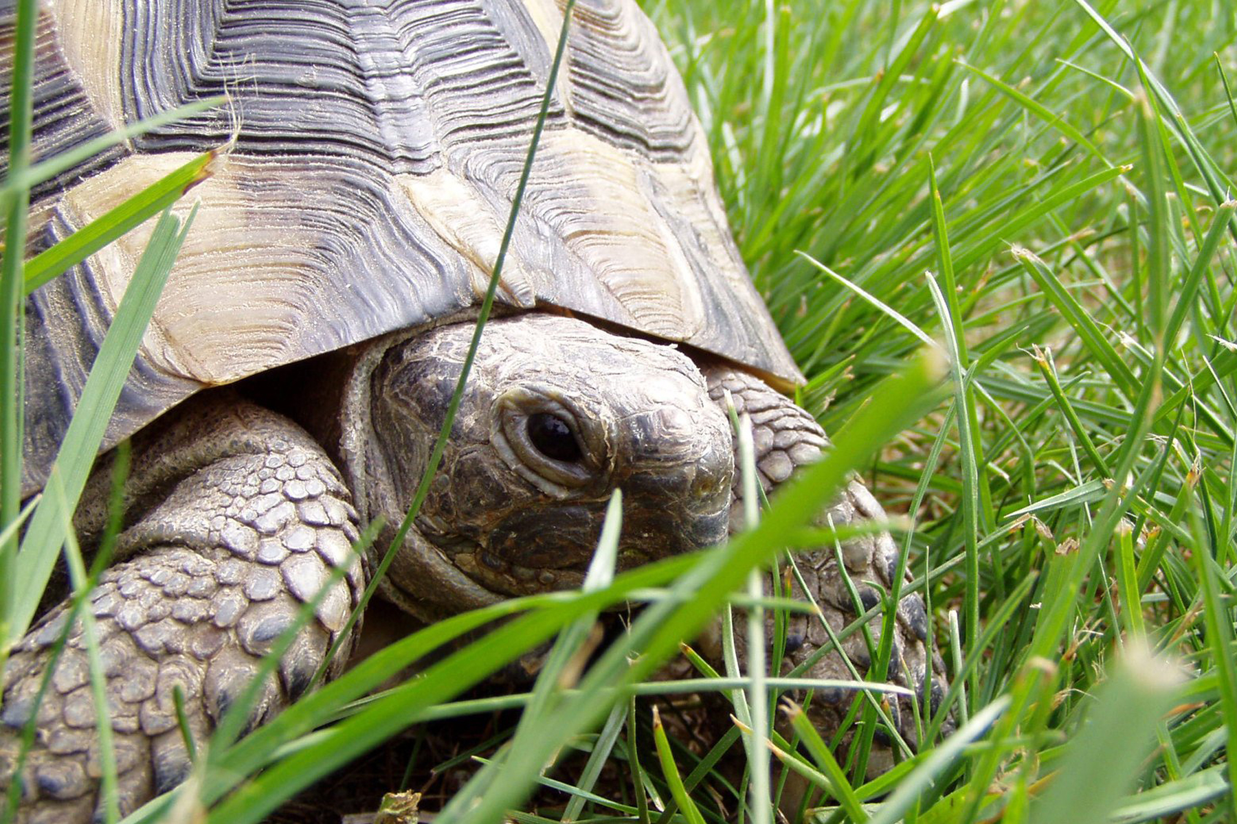 tortue précautions