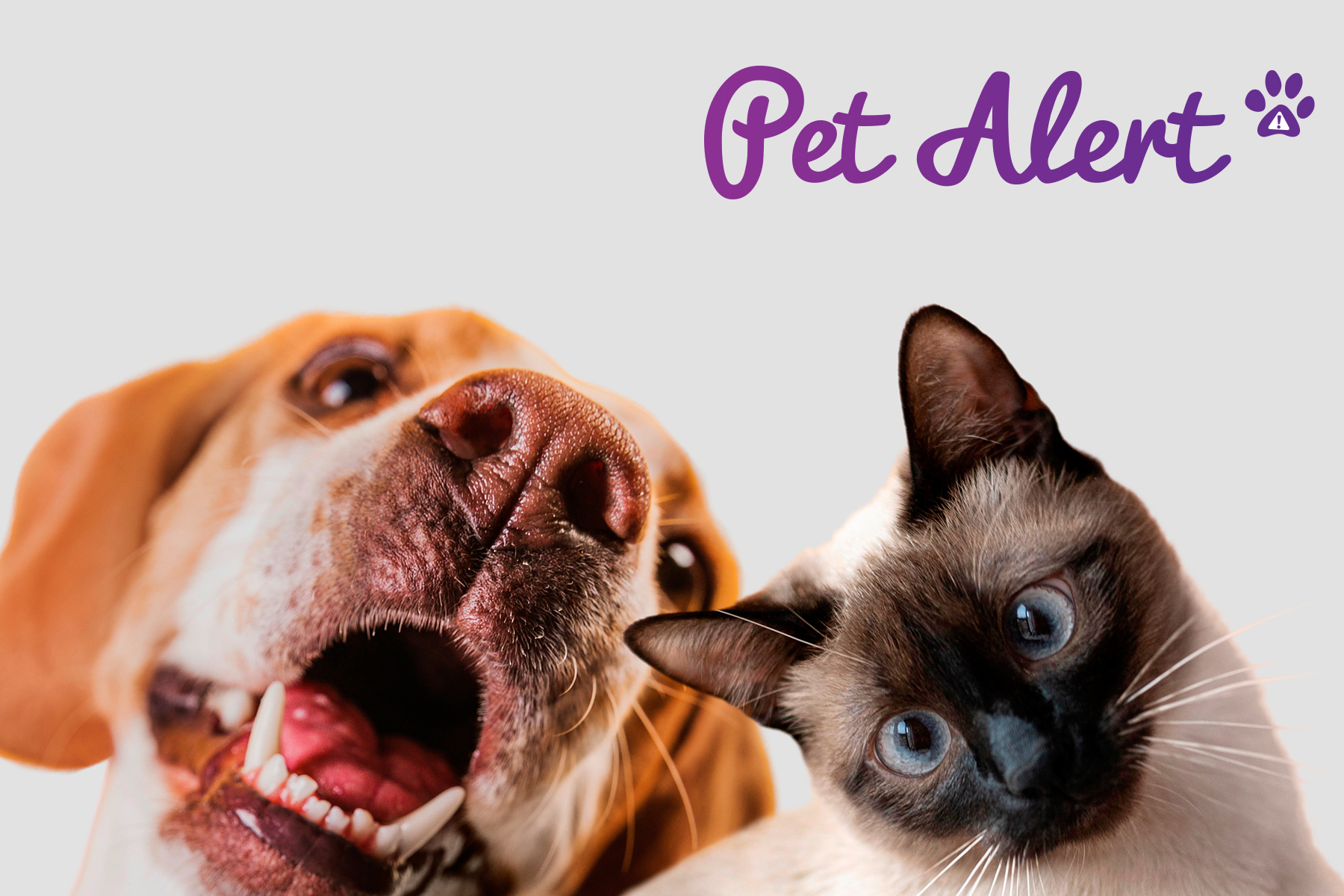 Pet Alert Suisse, le site officiel