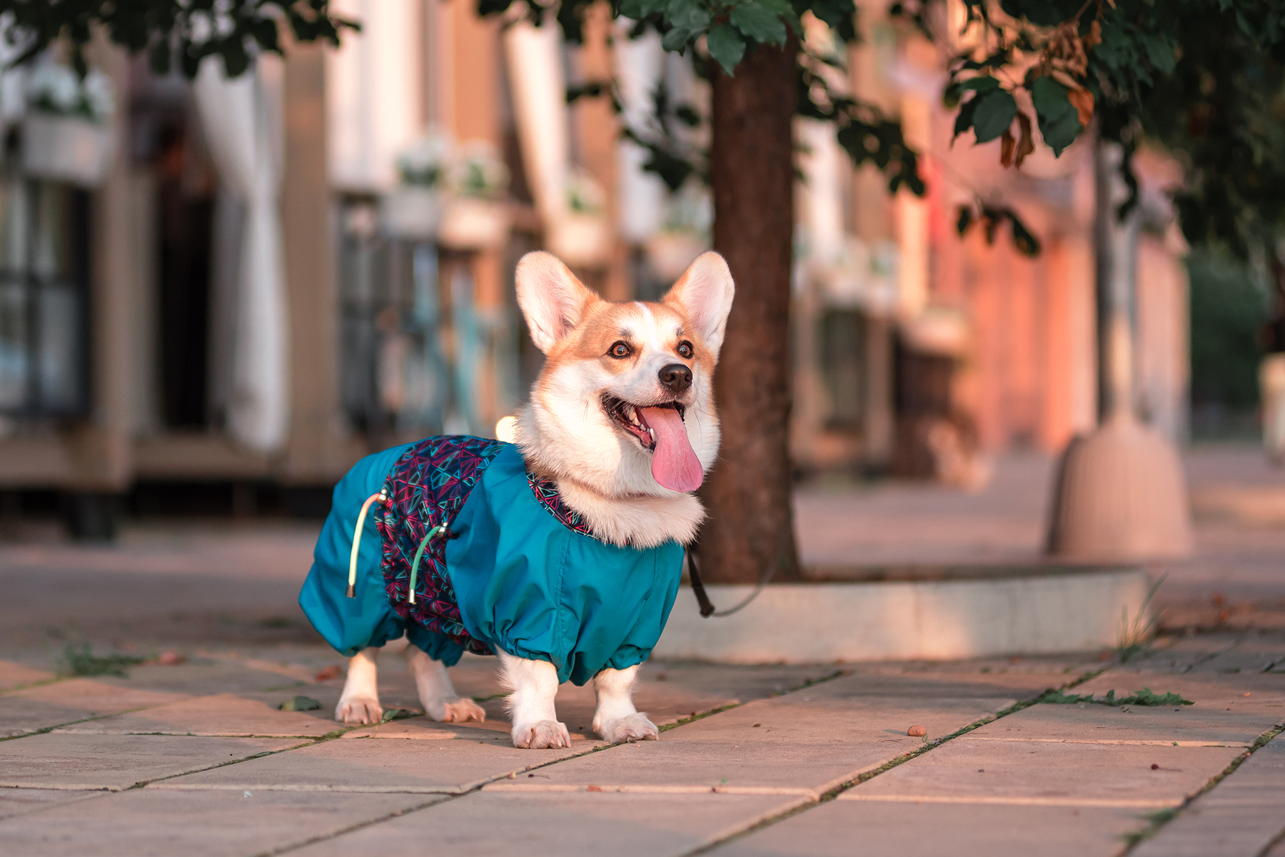 animaux-villes-classement animaux-villes-classement