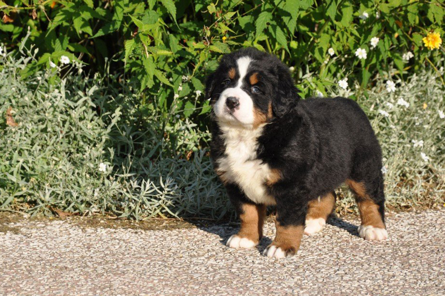 chiot bouvier bernois ivre chiot bouvier bernois ivre