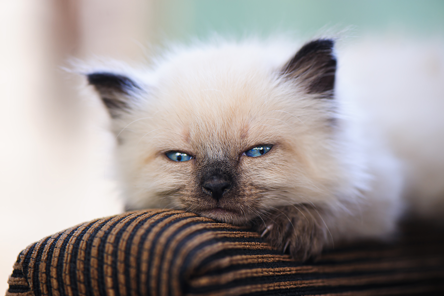a partir de quel age castrer son chat