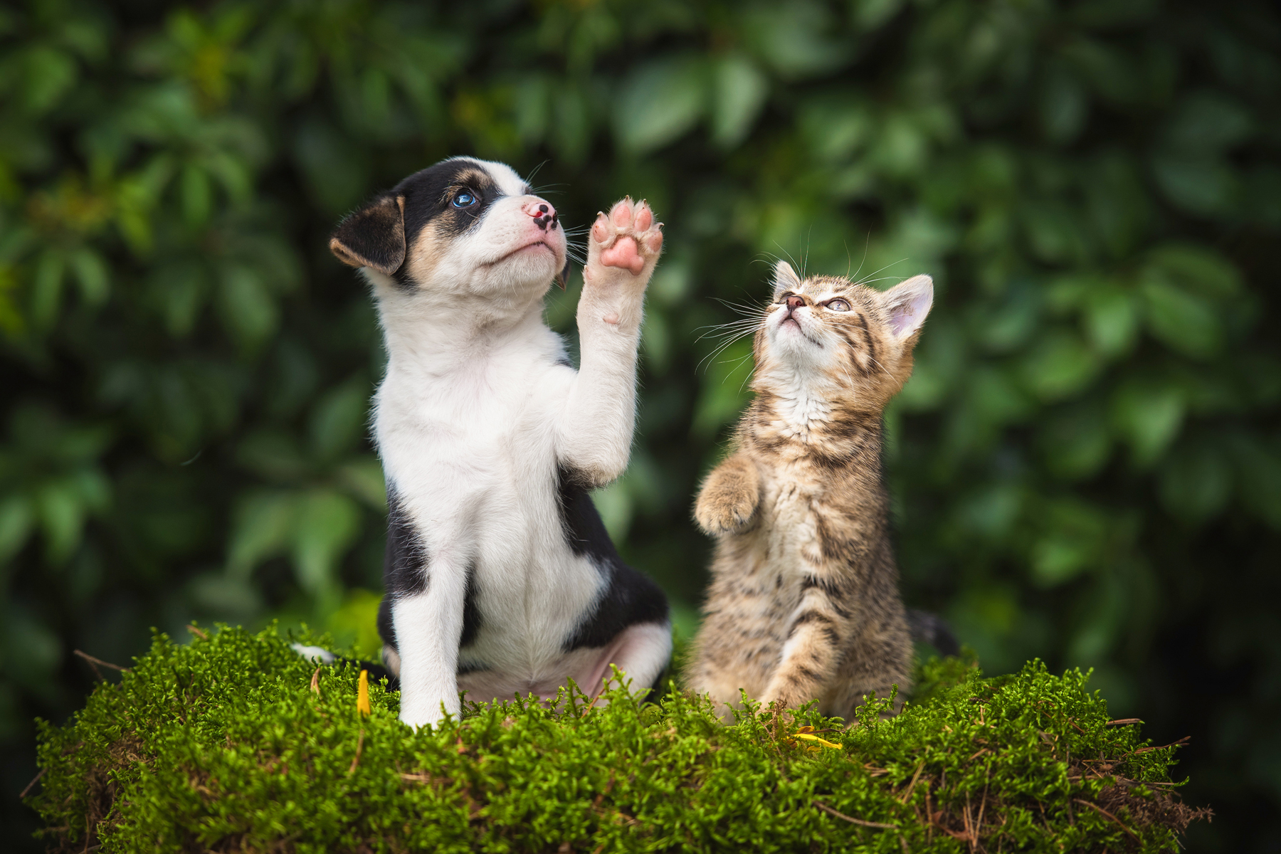 chat et chien nature