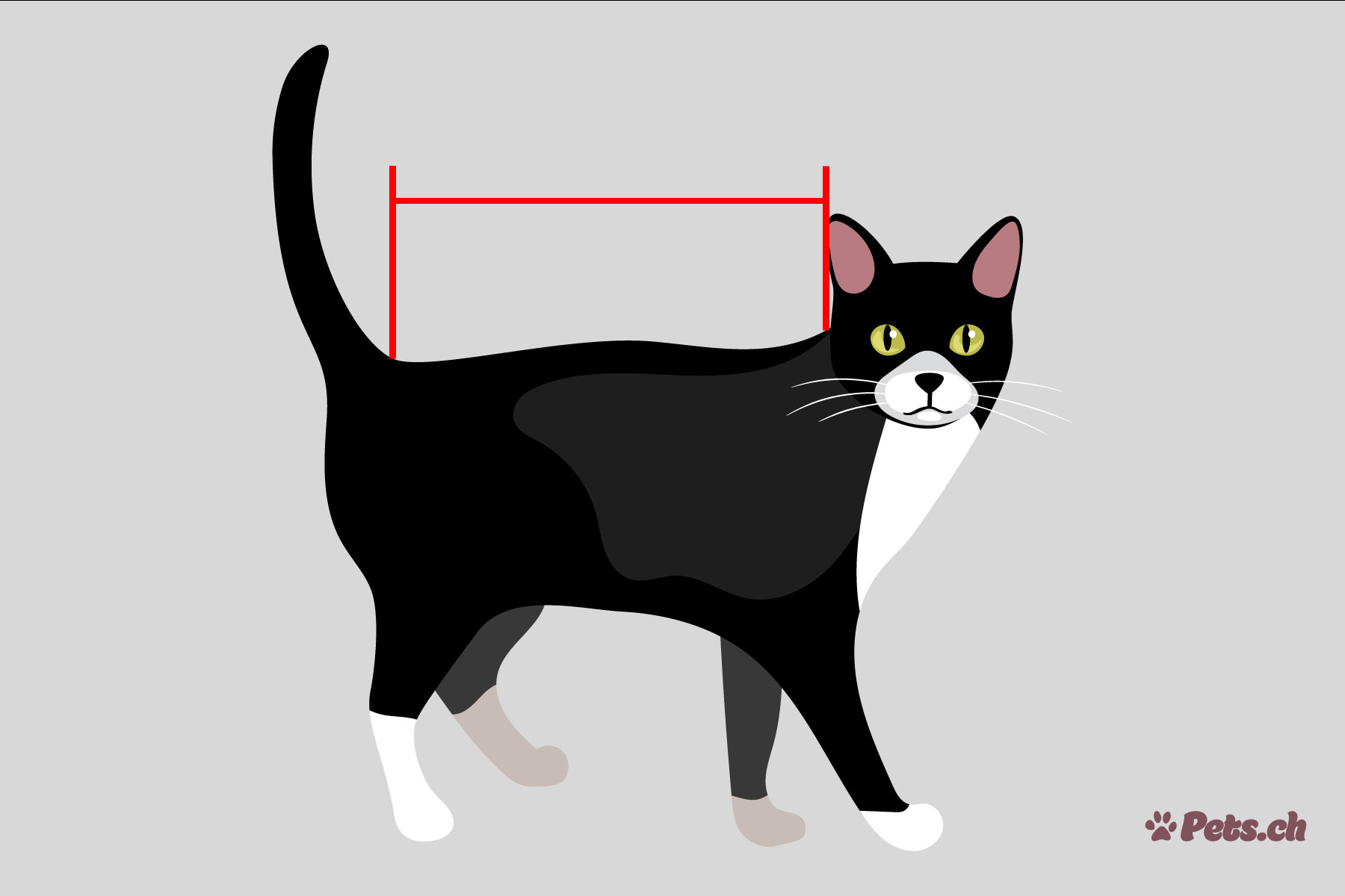 Comment mesurer la taille d’un chat?