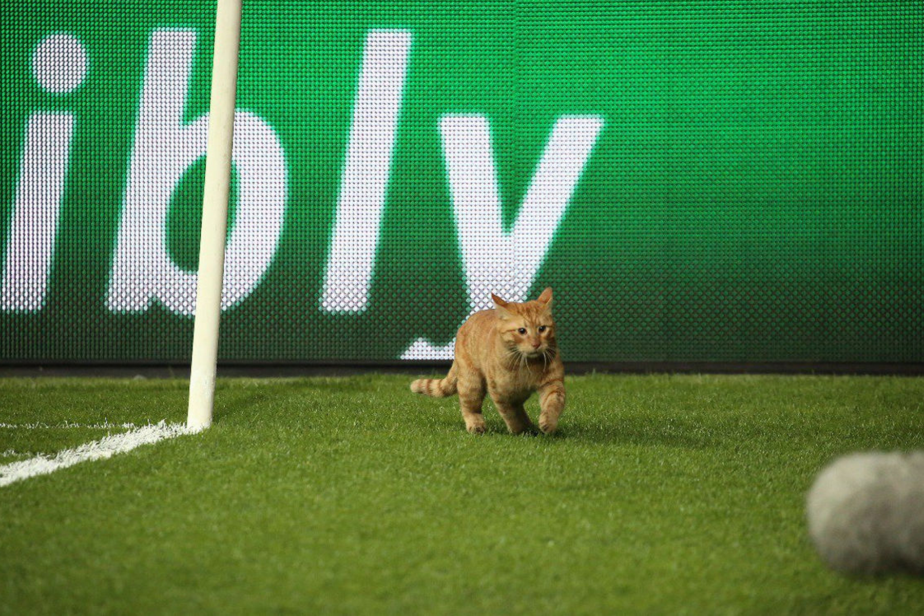 chat sur terrain de foot