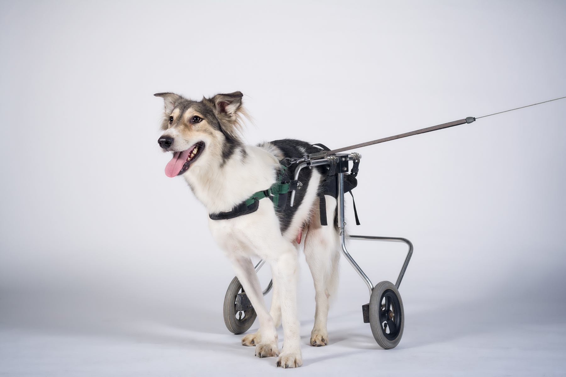Adopter un chien handicapé pets.ch