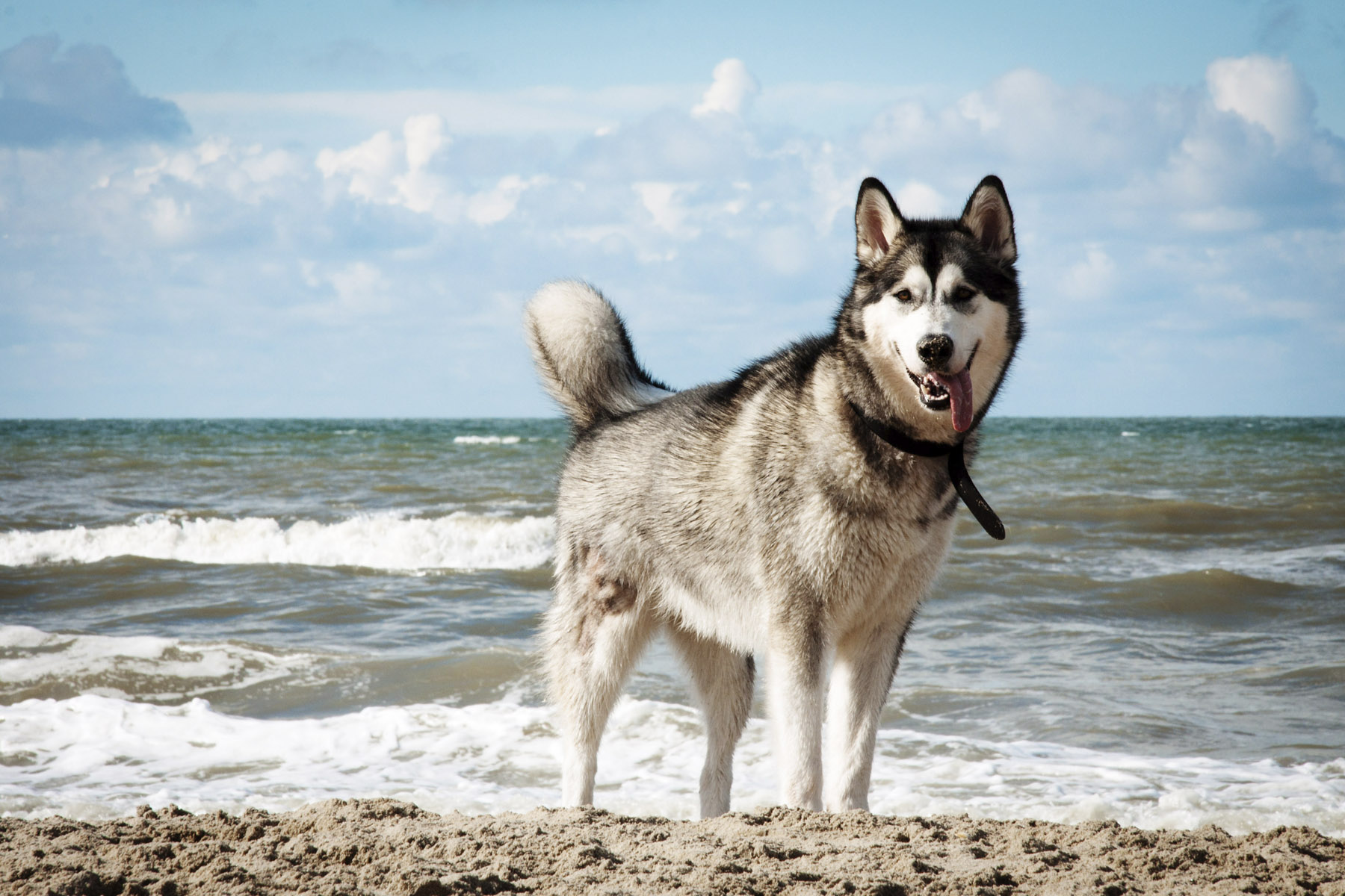 chien-norvège