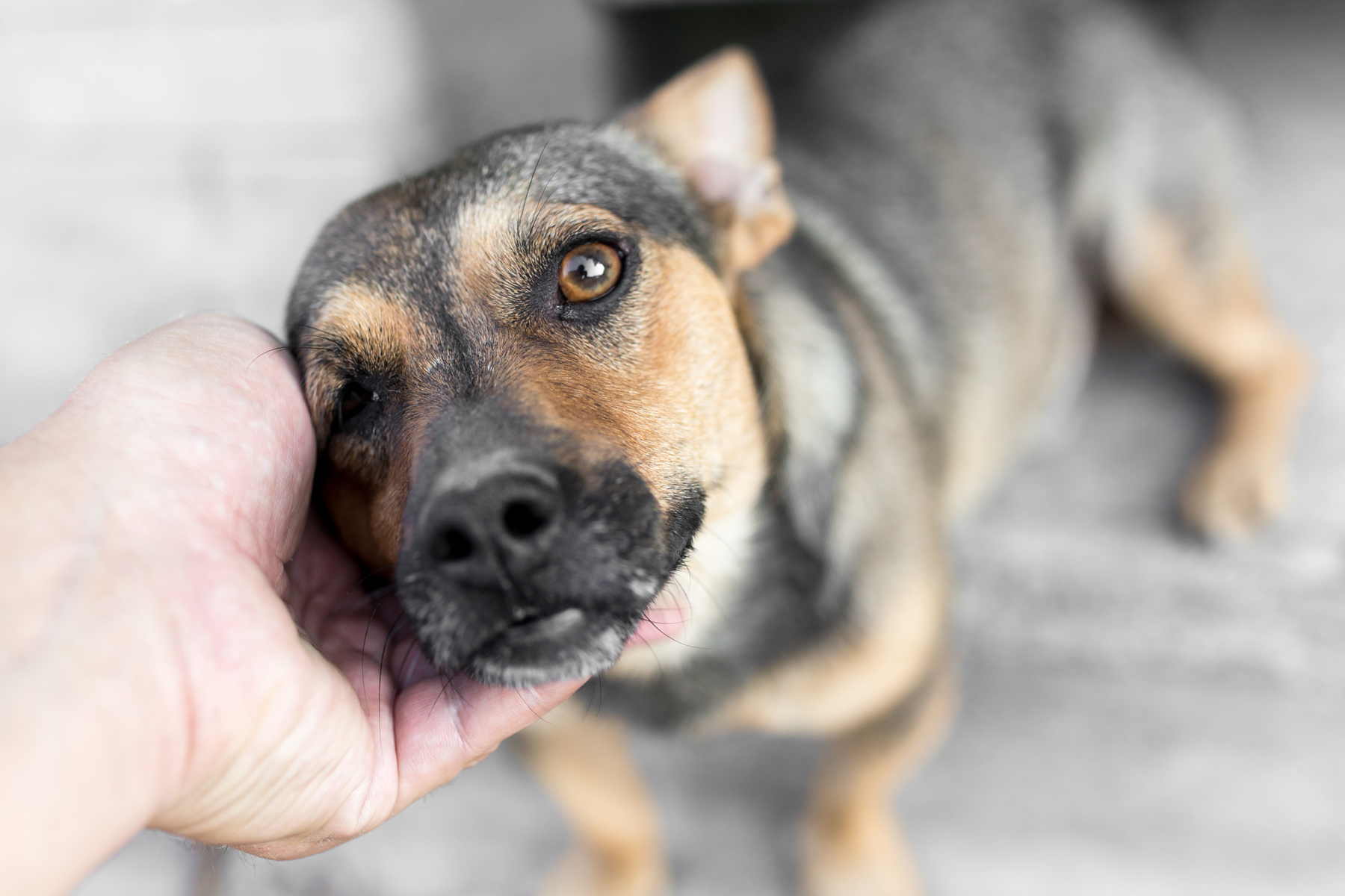 Les coûts liés à l’adoption du chien dans un refuge pets.ch