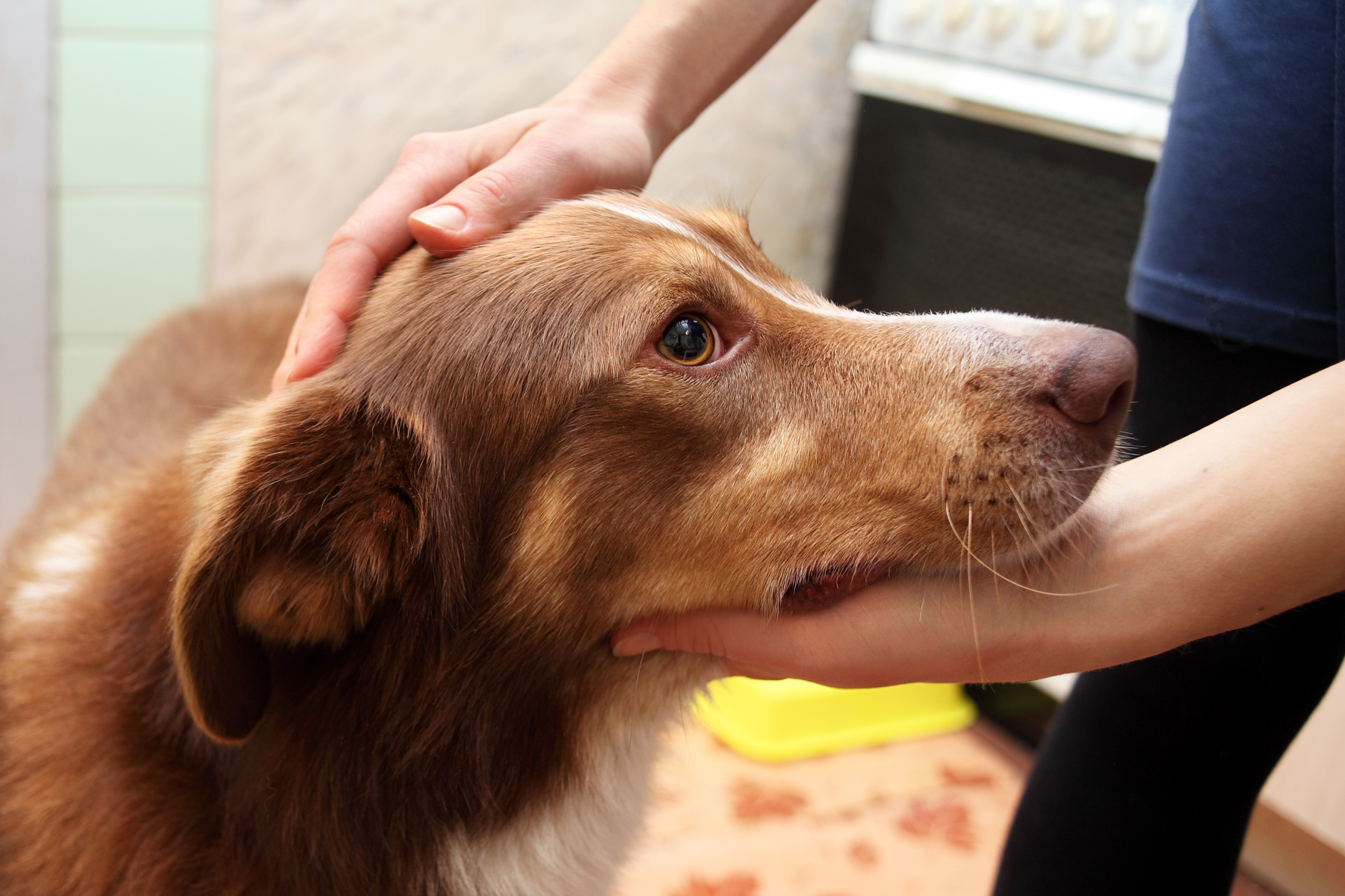 Que faire si mon chien a la diarrhée?  pets.ch