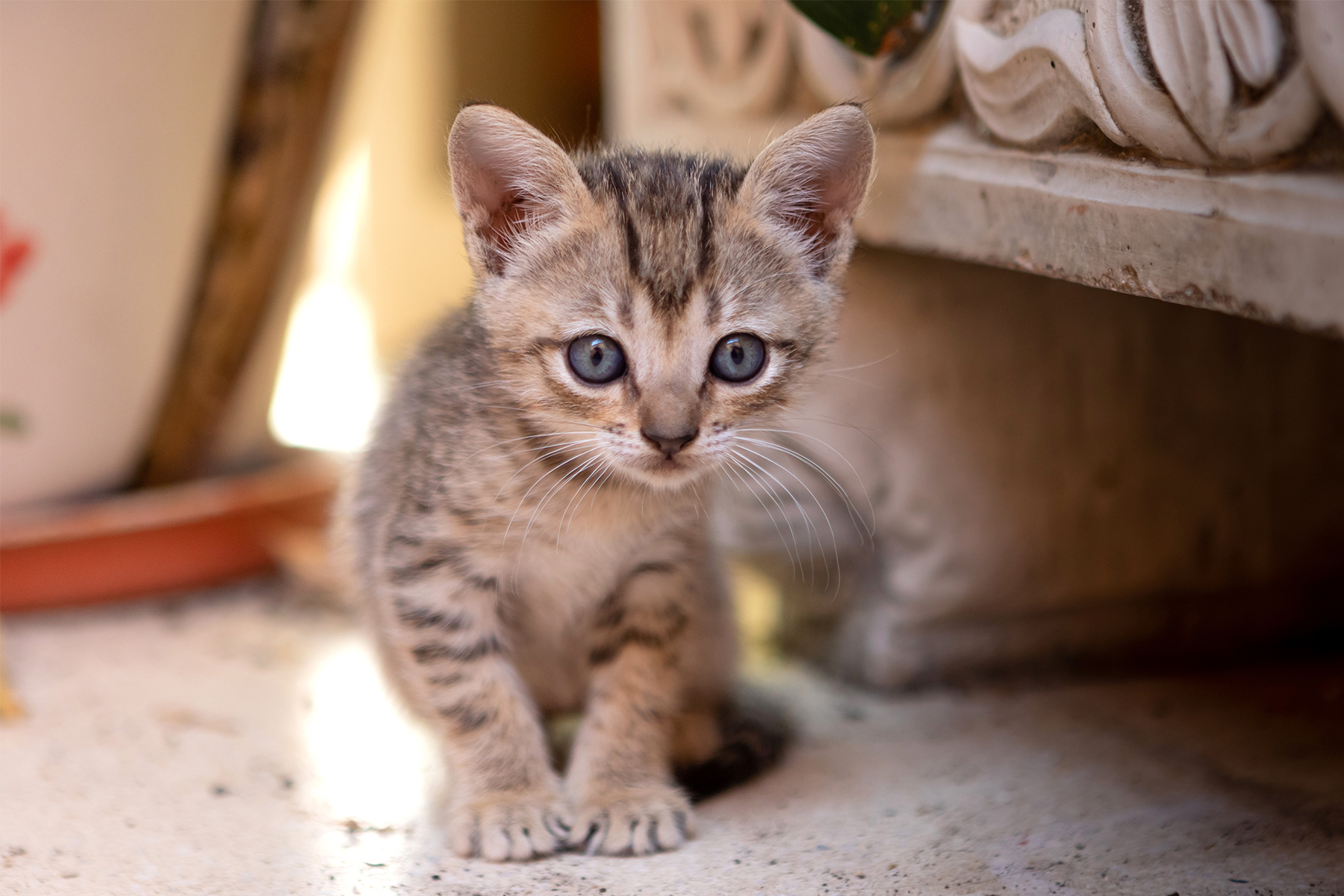 Comment Choisir Le Nom De Votre Chat Pets ch comment-choisir-le-nom-de-votre-chat-pets-ch