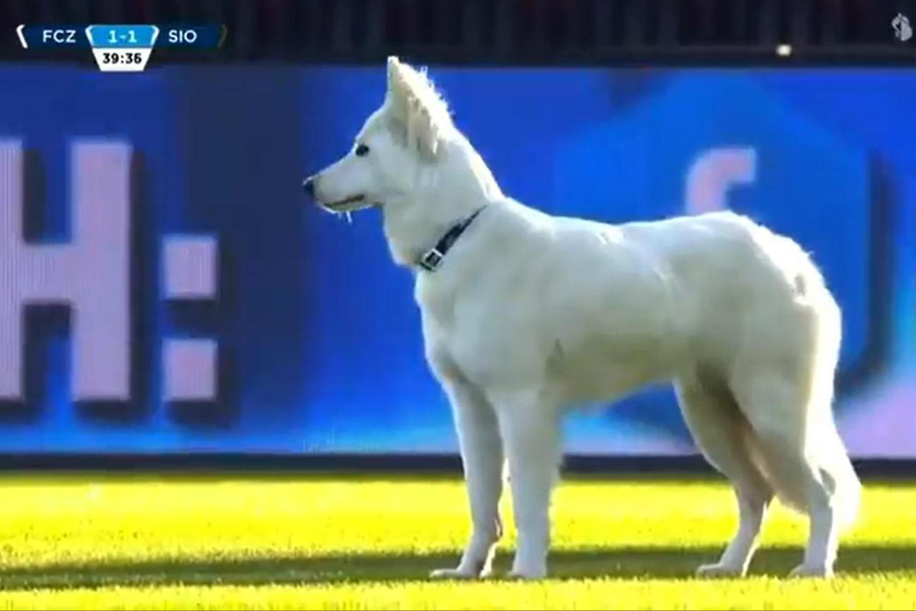 football-envahisseur-chien