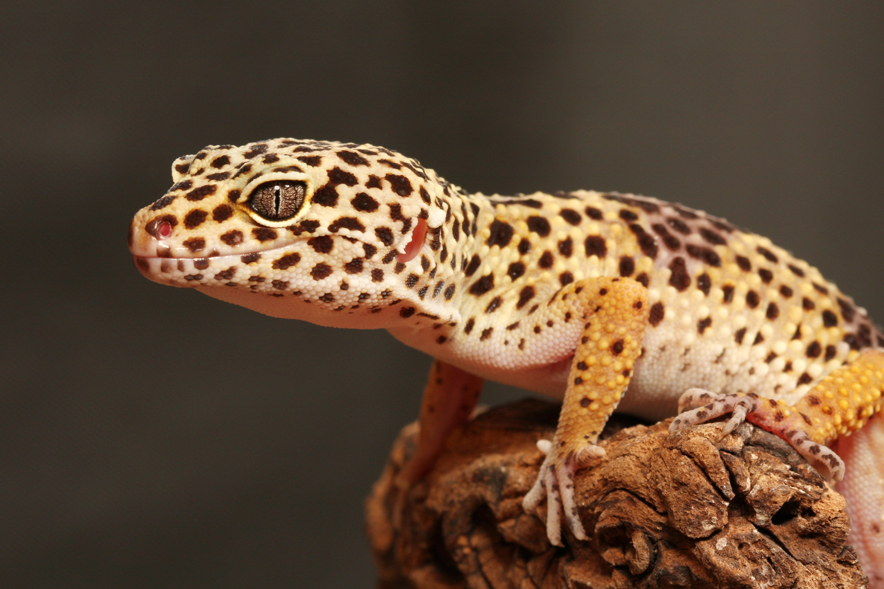 Le gecko léopard pets.ch