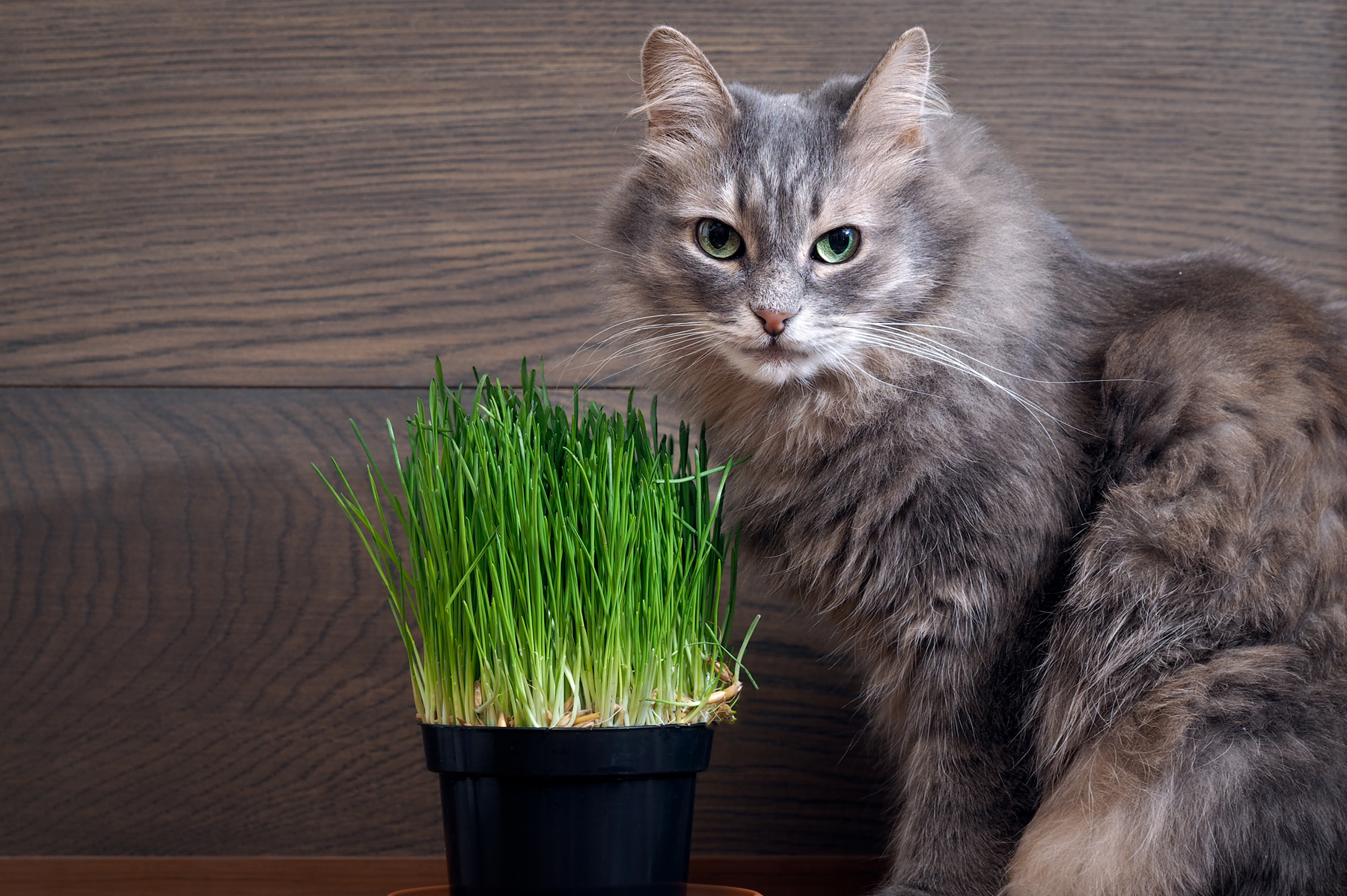 L Herbe A Chat Pour Quoi Faire Pets Ch