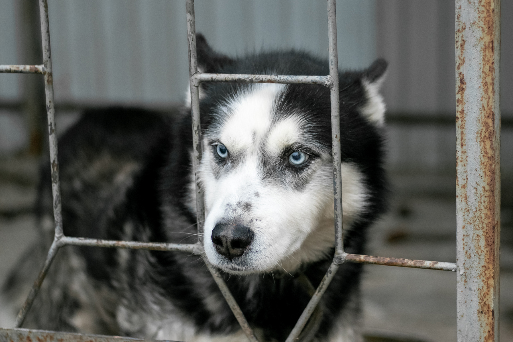 importations-illegales-animaux. importations-illegales-animaux.