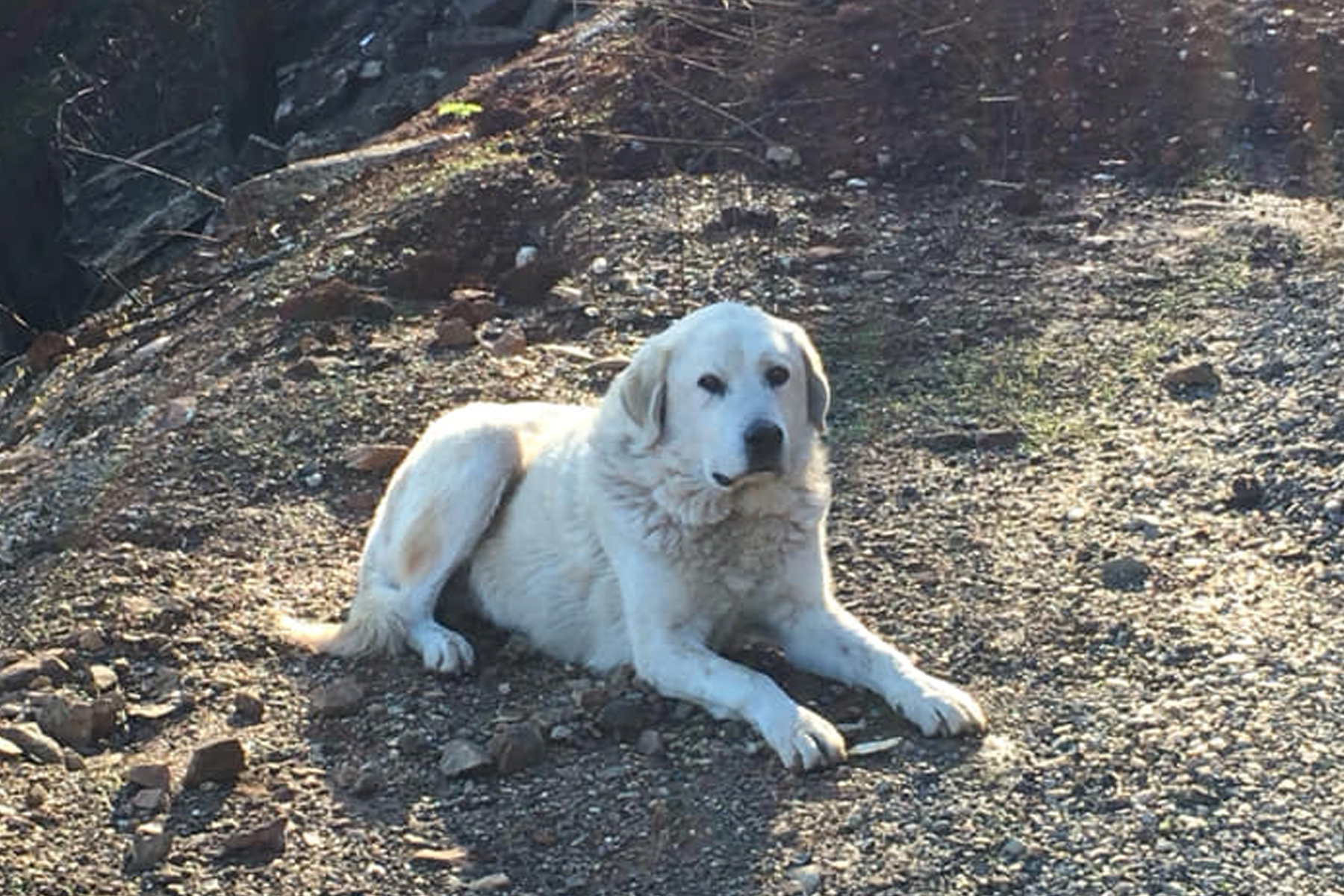 Son chien l'a attendue un mois au milieu des cendres Son chien l'a attendue un mois au milieu des cendres