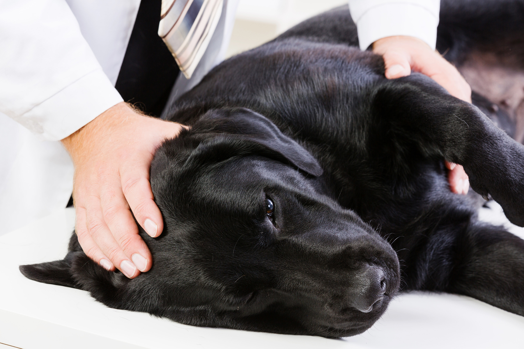 chien malade chien malade