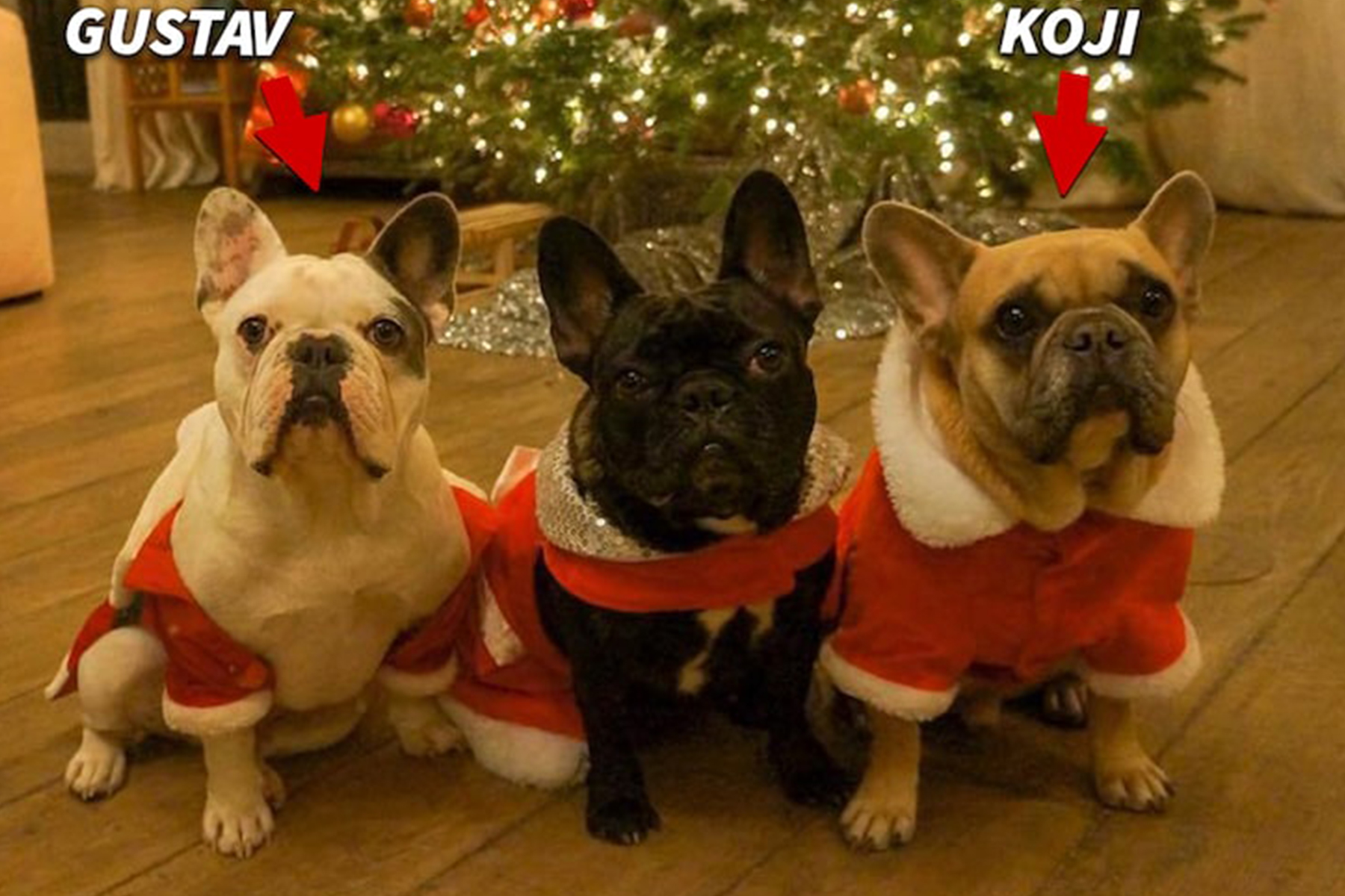 lady-gaga-chiens-voles lady-gaga-chiens-voles