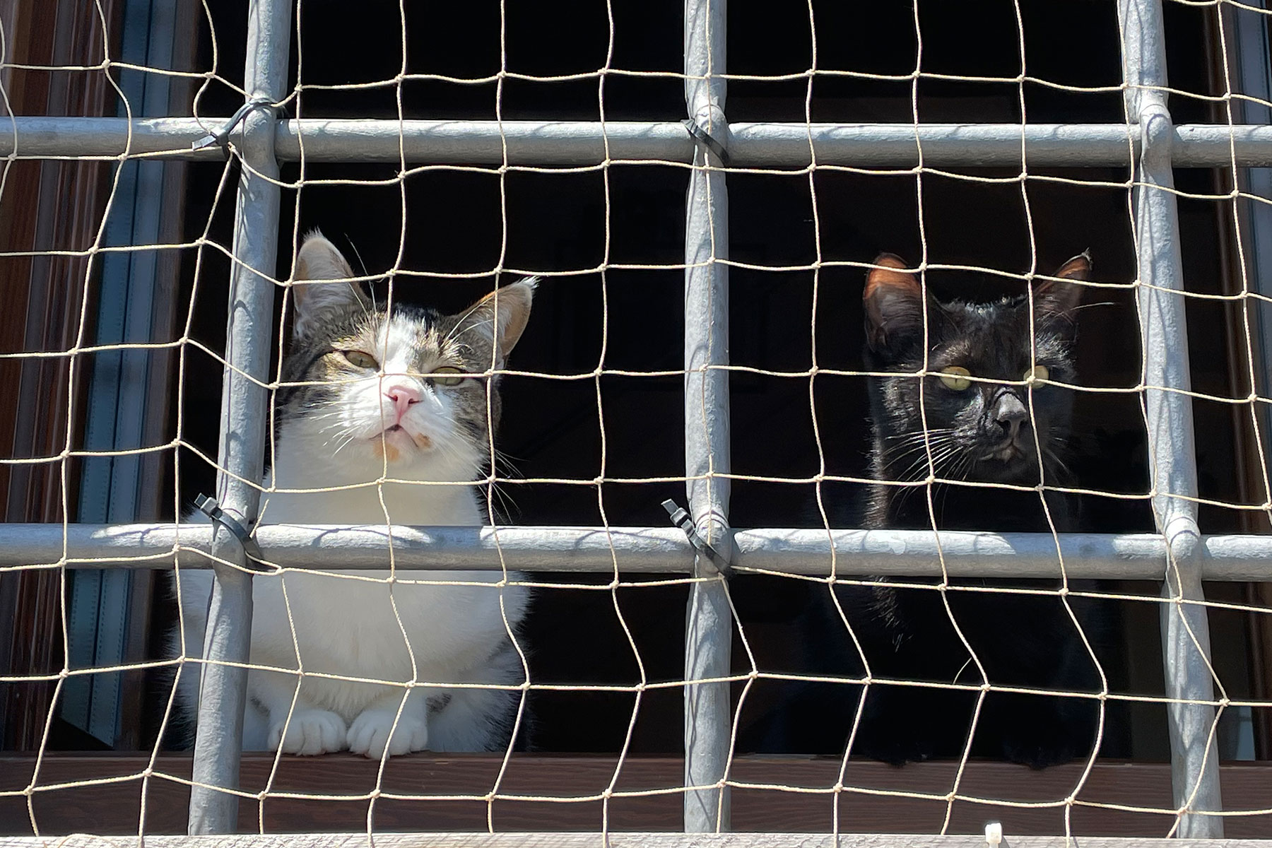 En Suisse, le nombre d’animaux de compagnie abandonnés continue d’augmenter