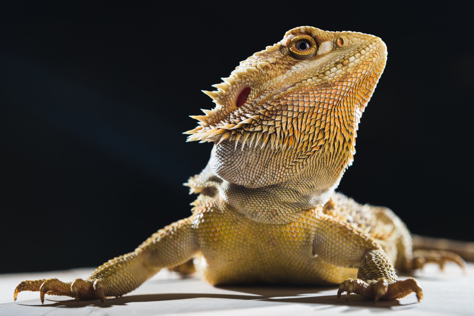 Comment débuter avec son Pogona pets.ch