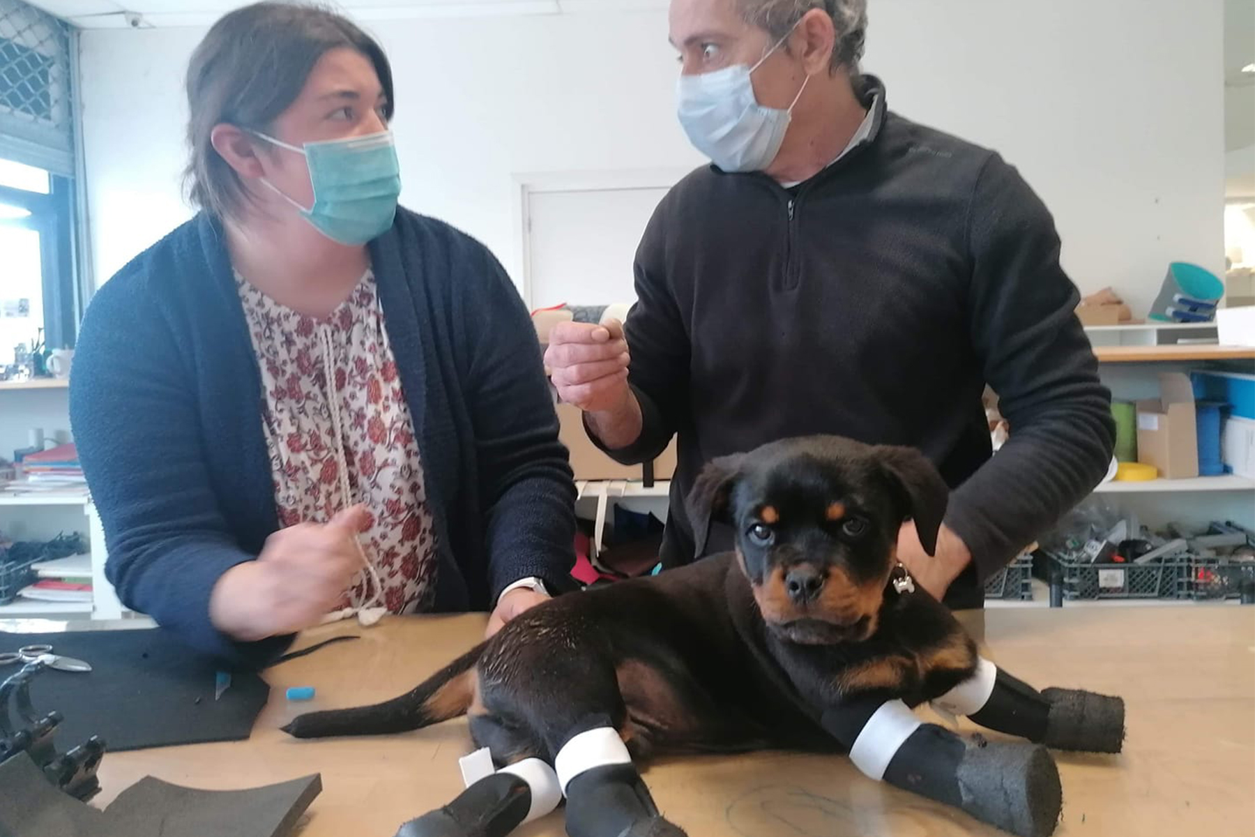 sans-pattes-chien-rotweiller sans-pattes-chien-rotweiller