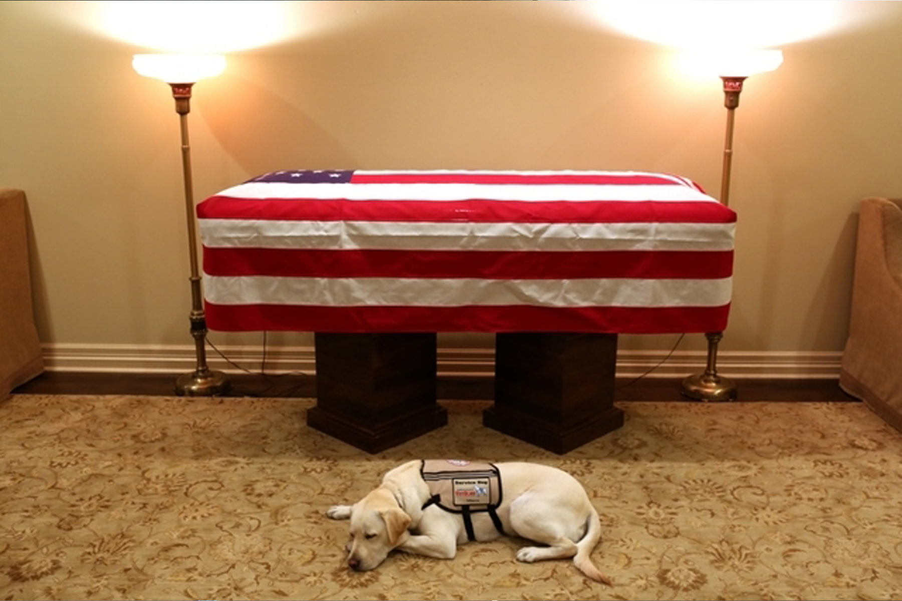 sully, le labrador de Bush, accomplit sa dernière mission sully, le labrador de Bush, accomplit sa dernière mission