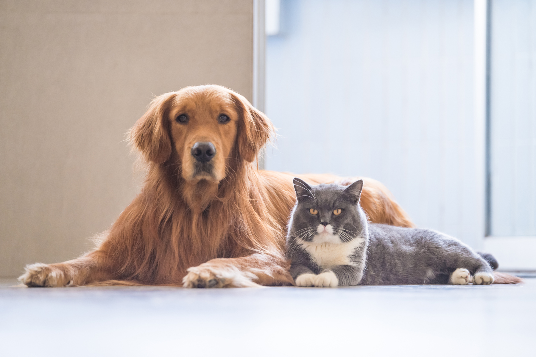 vermifuger chien et chat