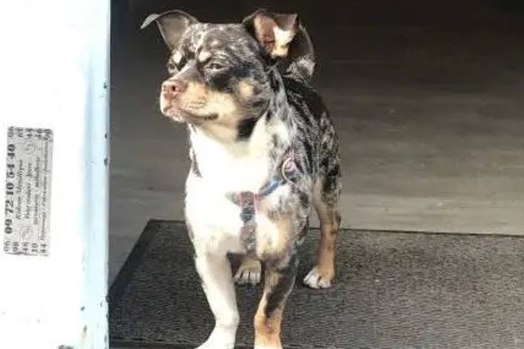 vol-chien-cannes vol-chien-cannes