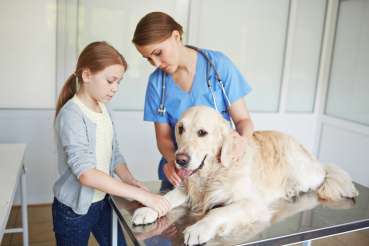 soins sur chien blessé