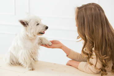 causes-chien-boite