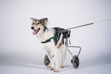 chien en chaise roulante