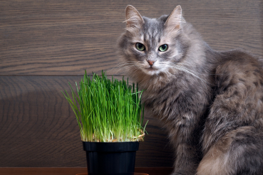 herbe à chat et chat